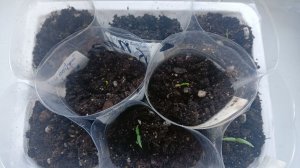Пикировка рассады перца и баклажанов