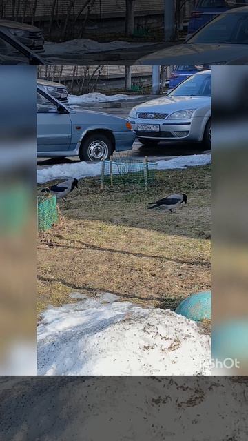 9 марта Грачи прилетели и вороны гнездятся.