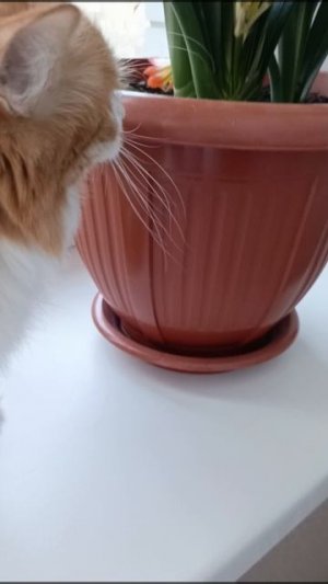 Котэ