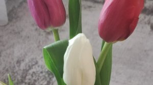 В ЖЕНСКИЙ ДЕНЬ 🌺🪻🌹ВСЕ УЛЫБАЛИСЬ🪻,РАДОВАЛИСЬ🌹,ПОЗДРАВЛЯЛИ 🌺ЖЕНЩИН ❗💯. НИКОГО НЕ ОСКОРБИЛИ ‼️