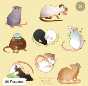 тренировка Брусники