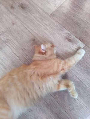 Милые котики