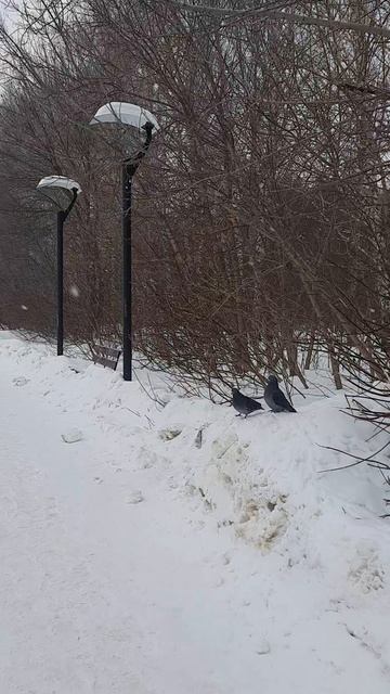 Белка Жигулевска