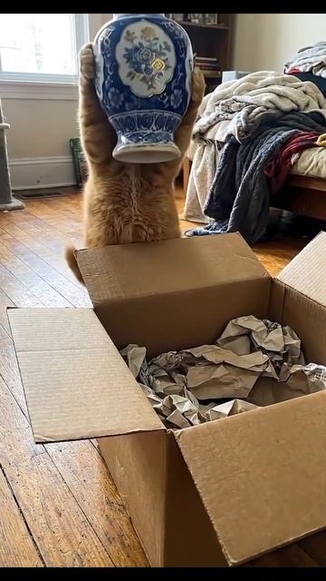 Котик шкодливый до ужаса