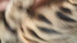 Арчи кусает и играет со мной