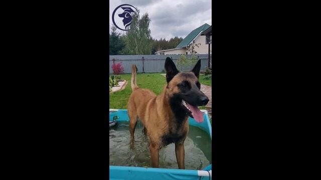 Дрессировка бельгийской овчарки