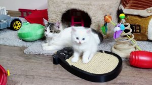 Три котенка и их любимая мама-кошка. Котенок Микки.