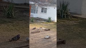 мои голуби Ростовская область Сальский р-н