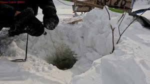 Жерлицы проверка. 25 день.