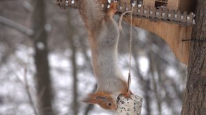 Снова голодные белки. Зарисовка
