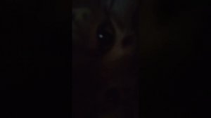 Я и Арчи показываем вам что к нас есть