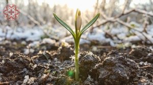 Заклички Весны