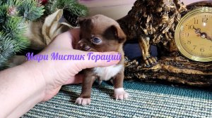 С 8 марта 2026 года поздравляем! #мари_мистик_щенки_чихуахуа +79215950848