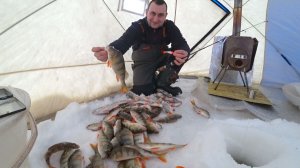 Вот это да! От этих приманок окунь сходит с ума. Мешок окуня за полчаса.