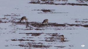 фото охота mavik 4 pro dji