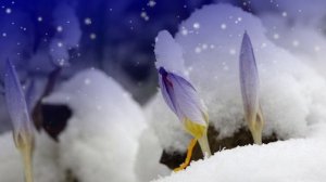 Футаж. Весеннее пробуждение 5