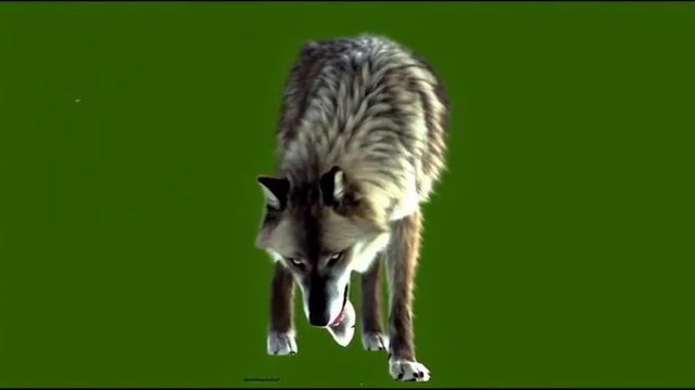 Волк в поисках пищи_encoded