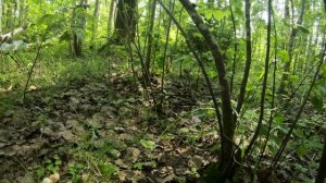 Первые грибы 2024