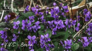 V.V.S. - Весна