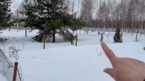 Погулять не получилось и в лесу провалились. Опять сломалась сосна. Уезжаем