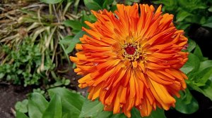 Цветок Цинния (лат. Zínnia)