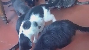 Вечерняя кормёжка 🐱