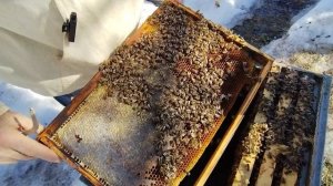 9марта  ИТОГ ЗИМОВКИ и результат подкормки сиропом.