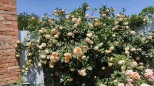 Поздравления с весенним праздником из цветущего сада