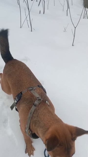 #Кексик #прогулка