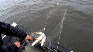 Промысловая рыбалка сетями на севере. Вылов сига по лицензии.