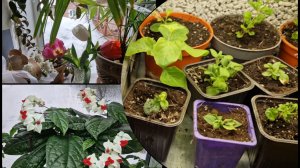 Орхидеи и цветы радуют в оранжерее. Обзор всей рассады, всходы, посевы. 9.03.26