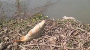 Ловля карпа на кусок обычного теста.