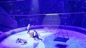 Тигры и львы в цирке