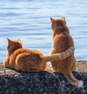 тренеровка