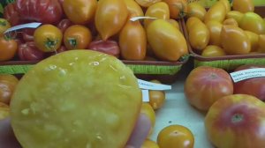 Самый сладкий томат Джало Санта. №572. Дегустация 2020 года.