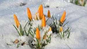 Футаж. Весеннее настроение 3