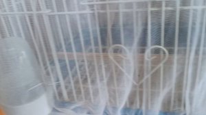 Попугай Корелла