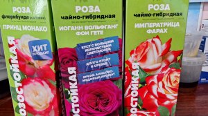 Посадила розы, перец, баклажаны.У денежного дерева испортился горшок.🤗