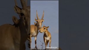 Макс Грачёв & Нейросеть_Ангелы не могут без любви. (Версия 2)