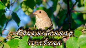 Обыкновенная чечевица Common lentils