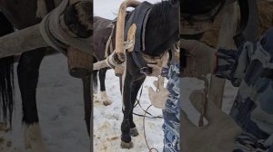 Обучение запрягать лошадь