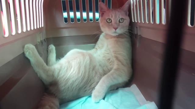 Состояние кота по дороге в ветеринарную клинику