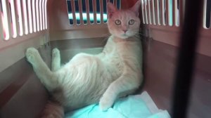 Состояние кота по дороге в ветеринарную клинику