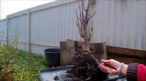 Бонсай открытая книга от А до Zють Татарский клён осенний коп подготовка к зимовке 2025 год 56 часть