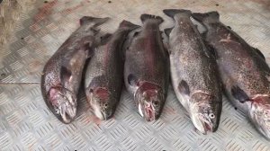 улов форели