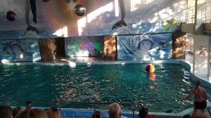 Лазаревский дельфинарий 2022 г - шоу программа "На одном дыхании"