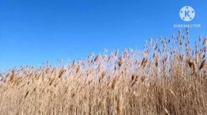 Красота колосьев...