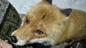 (1236) Лиса приходит в гости. Март 2026