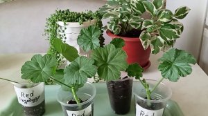 Укоренили черенки Пеларгонии, а они не хотят расти???