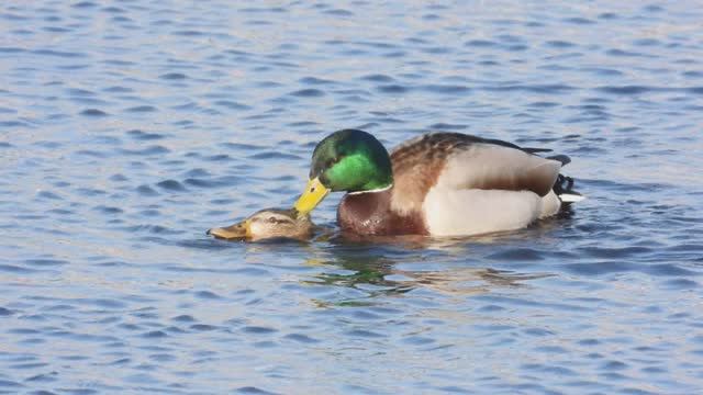 утка Кряква спаривается, наблюдение птиц в Великом Новгороде, 9 марта 2026
